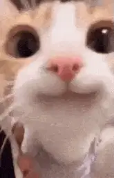 Happy Cat