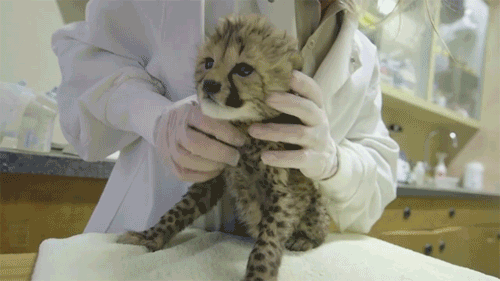 zoo_可爱小豹子医生抚摸动图