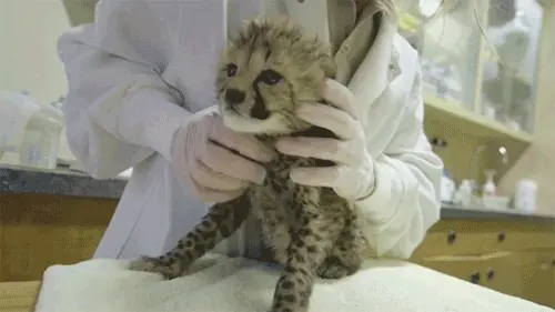 zoo_可爱小豹子医生抚摸动图