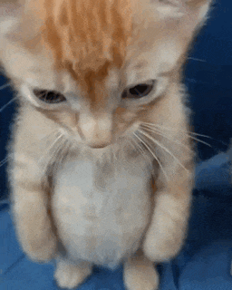 Adorable Kitten Stands on Hind Legs