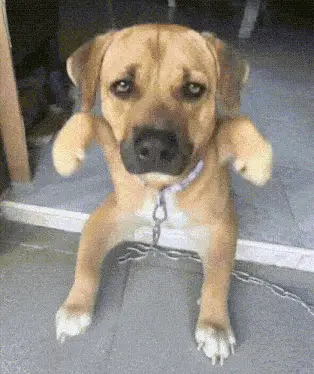 Cute Dog Waving Paws – dog memes meme GIF free download no watermark 2026
