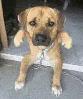Cute Dog Waving Paws