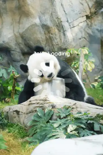 Panda Day Puns: Panda-monium Joke