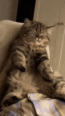 Happy Fluffy Cat Chilling and Stretching Paws