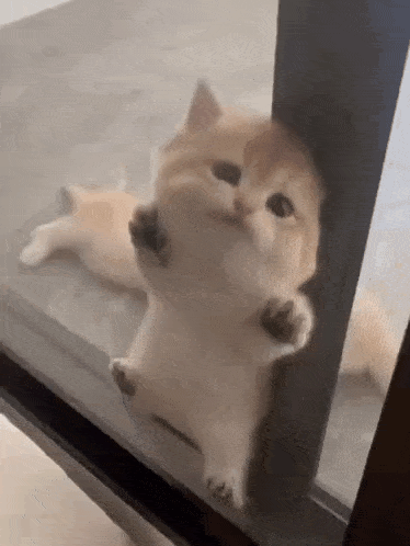 Howyy the Cute Kitten Peeking