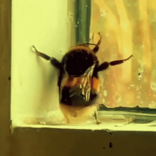 Bee Wiggle Wiggle Meme: Jiggle Jiggle Folds