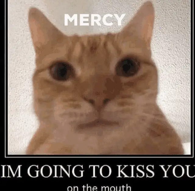 Mercy Cat Meme: I'm Going to Kiss You