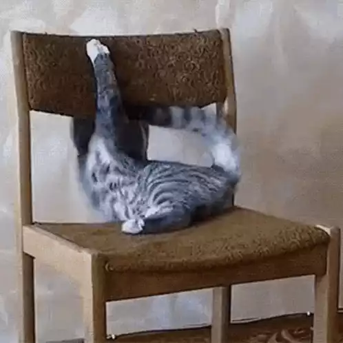 Cat's Slip Sliding Exercising on a Chair