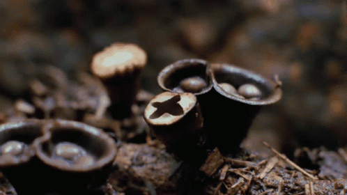 Fantastic Fungi: Bird's Nest Timelapse