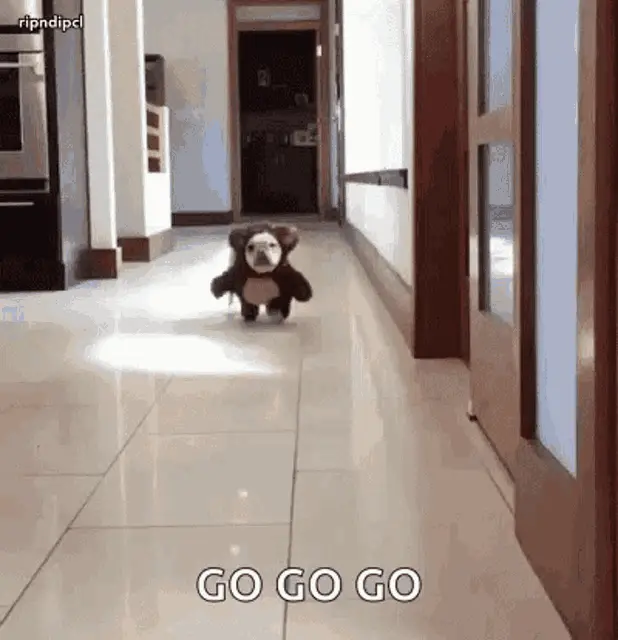 Cute Dog in Teddy Bear Costume Runs
