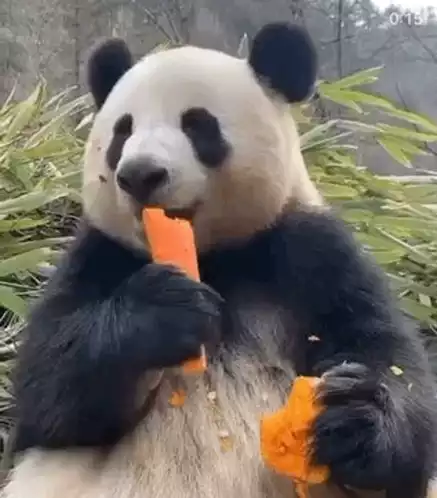 Panda Enjoying a Carrot Snack