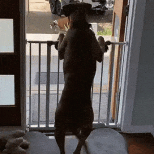 Dog Dancing at the Gate