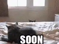 Cat Peeking with 'Soon' Meme