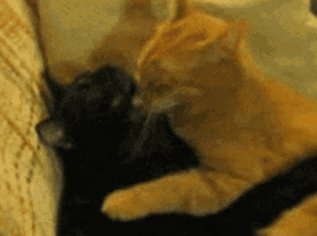 Wildfireuv: Two Cats Cuddling