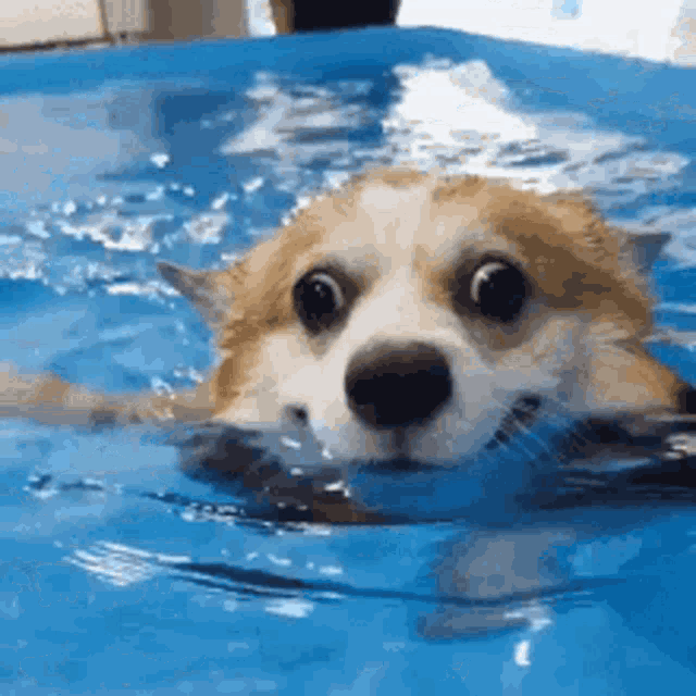 Happy Dog Swimming in Pool
