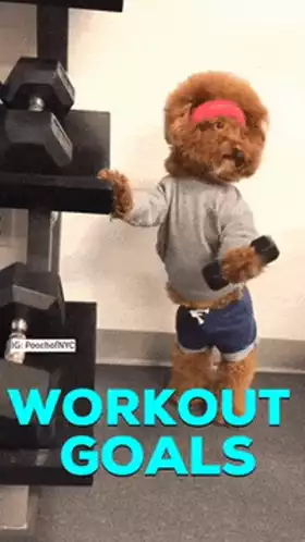 Cute Dog Achieves Workout Goals
