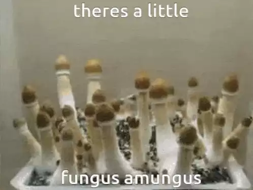 Fungus Among Us: Mushroom Meme