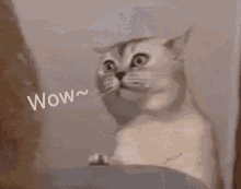 GIF 이미지