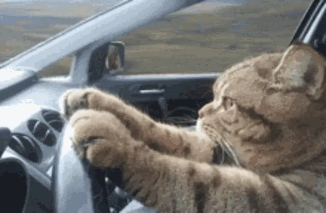Cute Cat Driving a Car