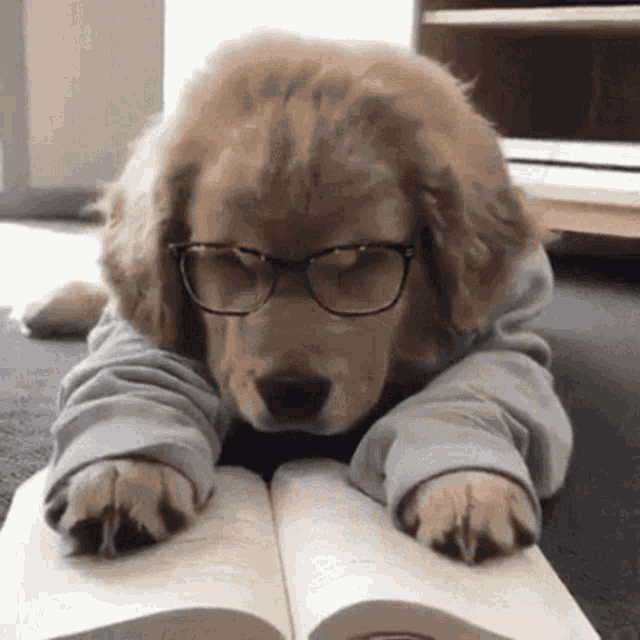 Sleepy Puppy Reading a Book