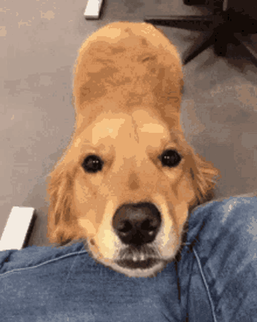 Cute Doggy Looks Up Adorably