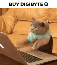 Digibyte Cat Meme