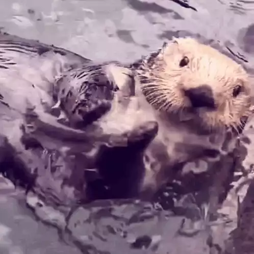 Cute Sea Otter Floating in Water