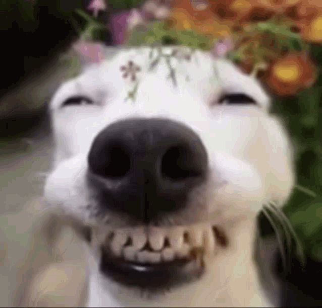 Happy Dog with Flower Crown