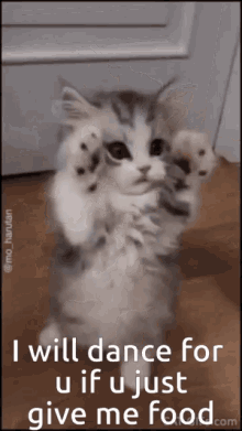 Funny Cat Dancing