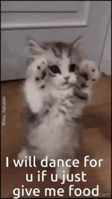 Funny Cat Dancing