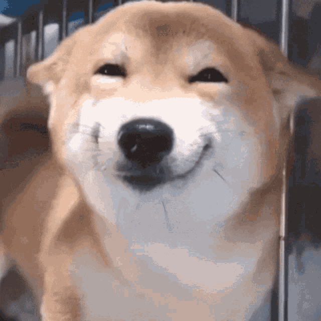 Happy Shiba Inu Dog Smiling