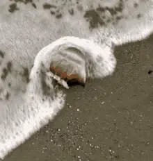 Jellyfish Sea