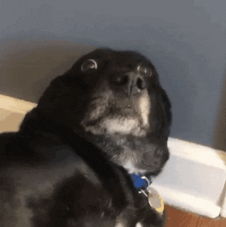 Dog's Shocked 'Oo Really' Face