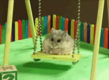 Balthazar the Hamster on a Miniature Swing
