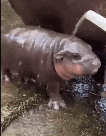 Pygmy Hippo Moodeng's adorable bath time