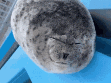 Silly Seal Sticking Out Tongue