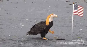 Murica: Patriotic Bald Eagle Flexes