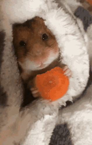 Cozy Hamster Eating a Carrot