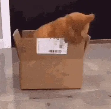 Funny Cat Eating Cardboard Box