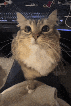 Cute Cat Kiss