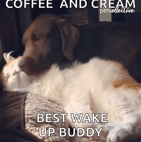 Dog & Cat Affection: Best Wake Up Buddy