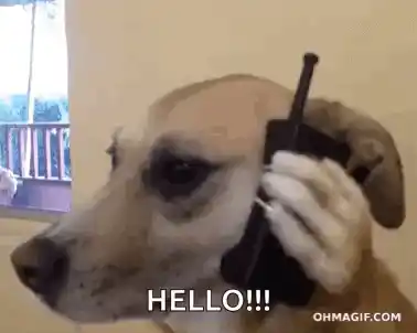 Dog Says Hello on Phone