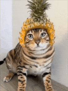 GIF