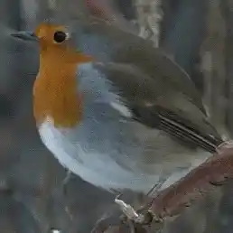 Orange-Breasted Bird on Branch
