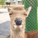Smiling Deer Close-Up