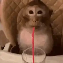 Monkey Sipping Drink with a Straw