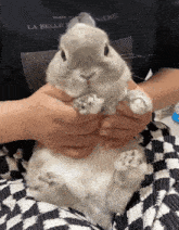 Cute Bunny's Playful Dance