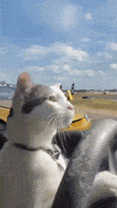 GIF