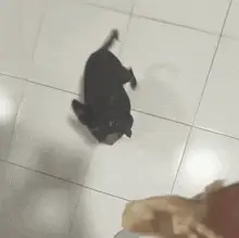 Dog with Big Eyes Meme Reaction