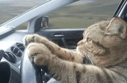Cat Driving a Car